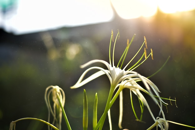 Flor branca na luz solar