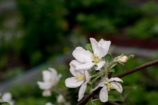 Flor branca na primavera