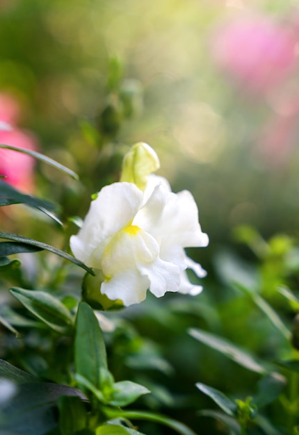 Flor branca nos raios do sol com um belo bokeh Closeup Foco seletivo