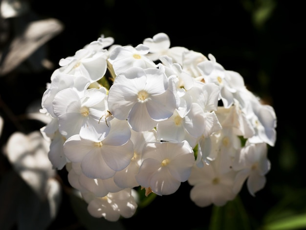 Flor branca Phlox close-up