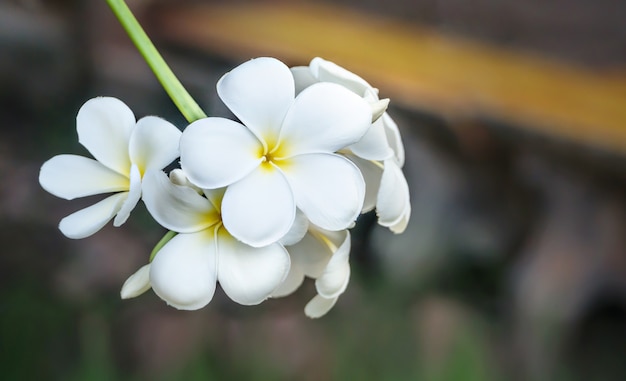 Flor branca plumeria