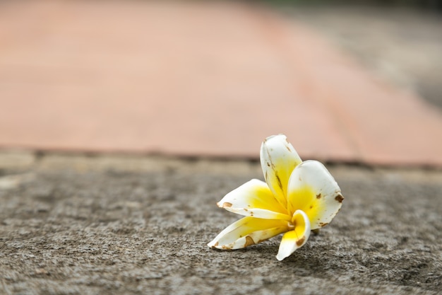 Flor branca que cai no chão.