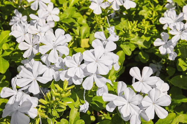 Flor branca que floresce no jardim com folha verde, cabo plumbago ou cabo leadwort