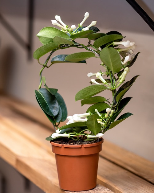 Flor branca Stephanotis floribunda