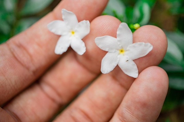 Flor branca tabernaemontana corymbosa segurar à mão floresce quando a estação chuvosa