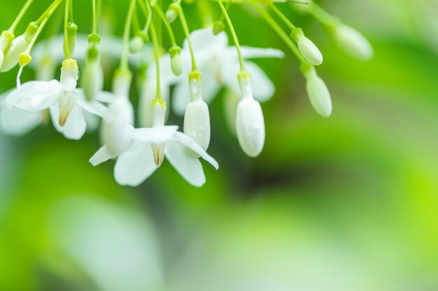 Foto flor branca tropical com nomes jasmim de água com fundo desfocado natureza