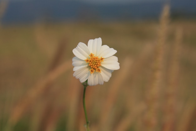 flor branca turva fundo