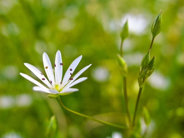 flor branca