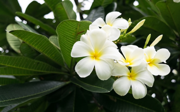 Foto flor branca