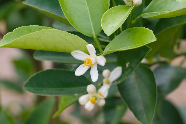 Flor branca