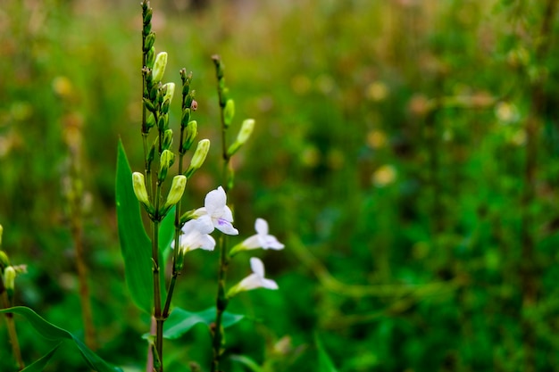 Flor branca