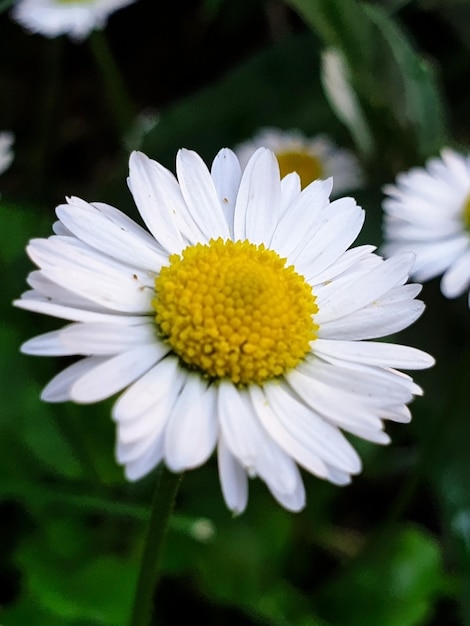 flor branca