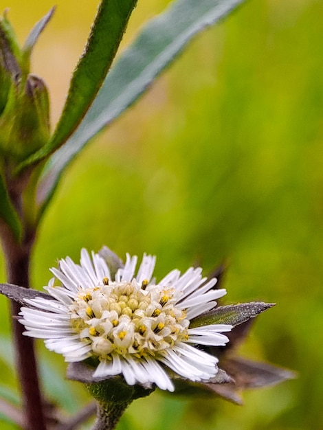 flor branca