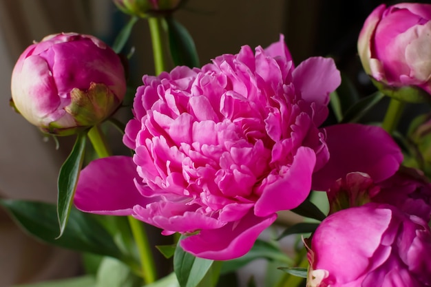 Flor brilhante de botão de peônia rosa exuberante