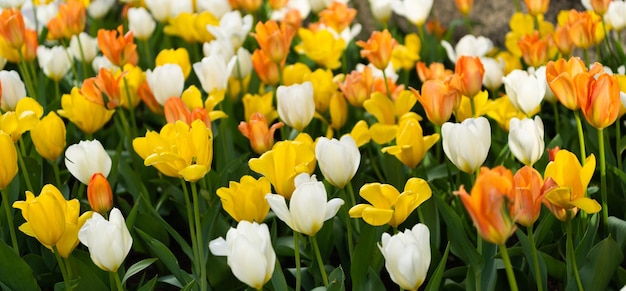 Flor brilhante florescente na natureza Fundo de campo de tulipa Flor de tulipa Florescente natureza em close-up Macro de flor de tulipa Flores naturais Flora natureza Cultivo hortícola