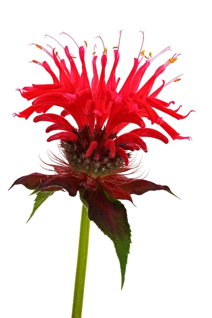 Flor brilhante monarda, close-up fotografado