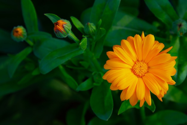 Flor brillante de crisantemo, flor de jardín, recreación al aire libre de verano.