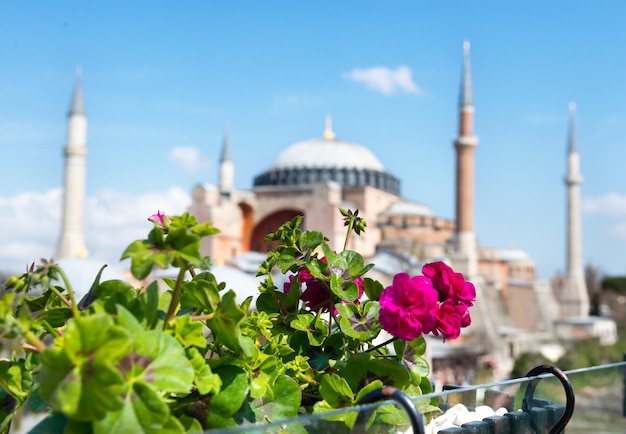 Flor brillante y vista borrosa de Hagia Sophia en Estambul