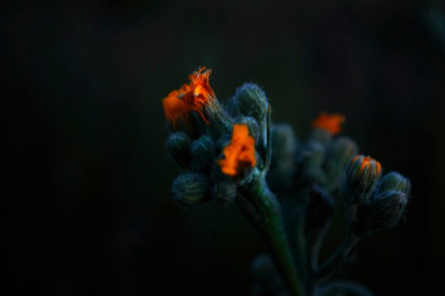 Una flor con brillo naranja