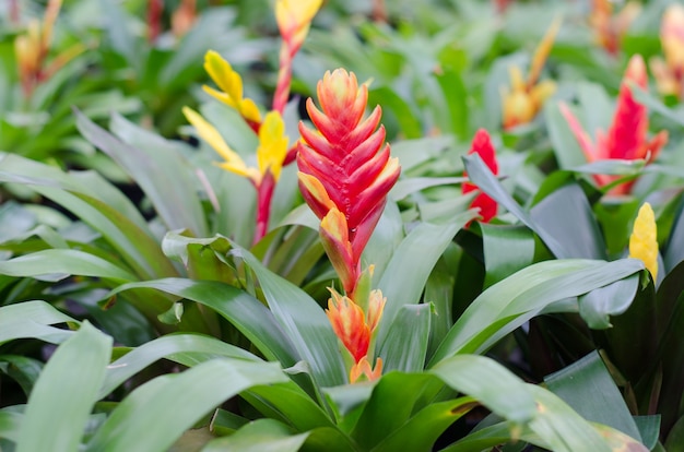 Foto flor de bromelia colorida