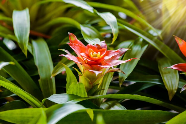 Flor de la bromelia en el jardín.