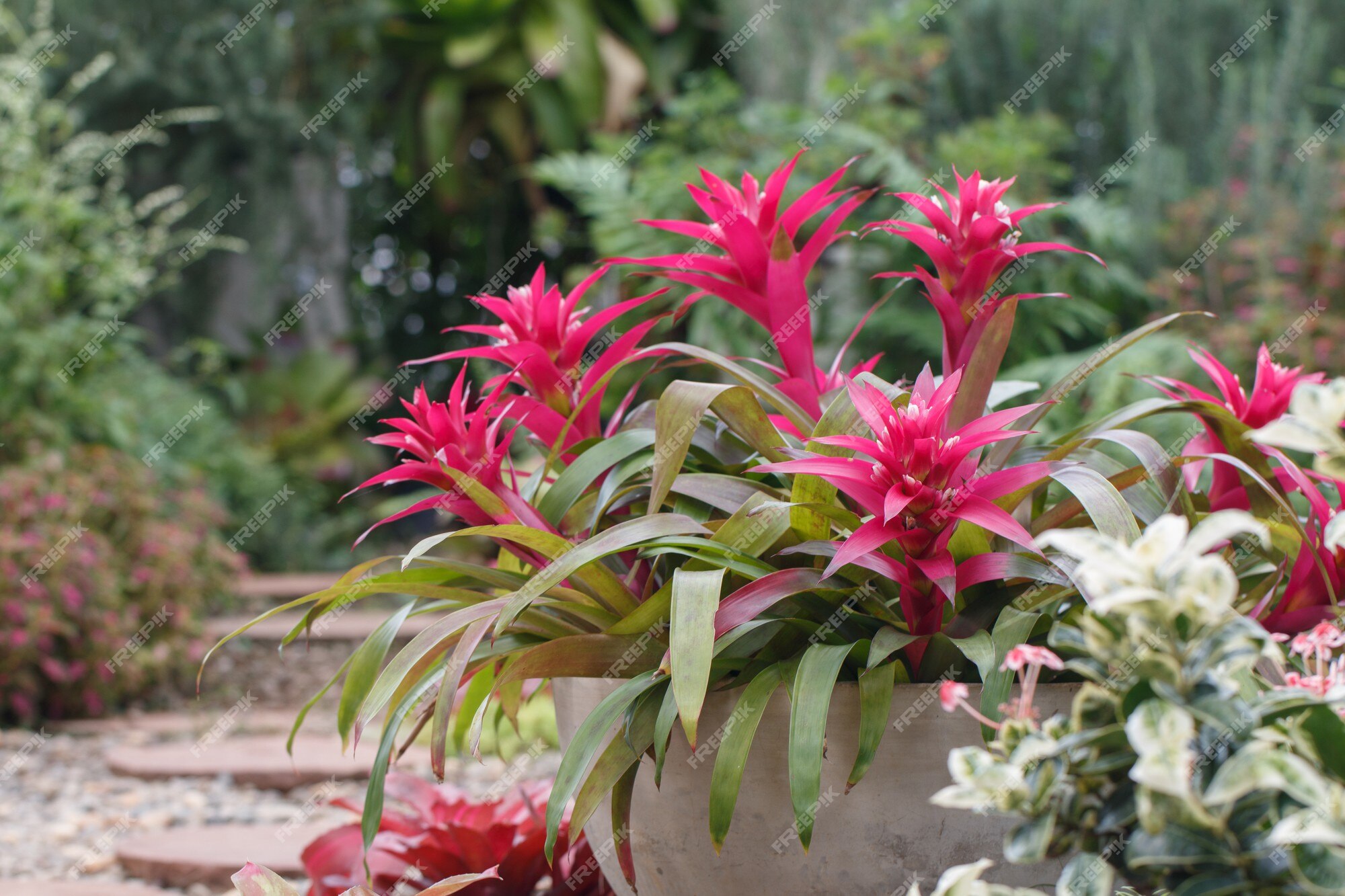 Flor de bromelia rosa en vivero de jardín | Foto Premium