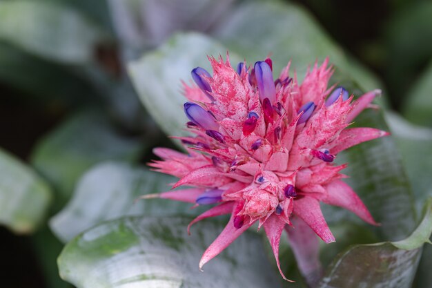 Flor de bromelia en varios colores en el jardín en un día soleado de verano