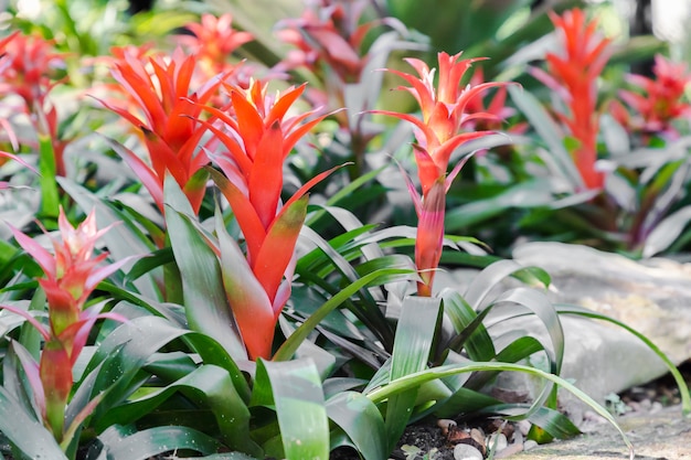 Flor de bromelia en varios colores en el jardín