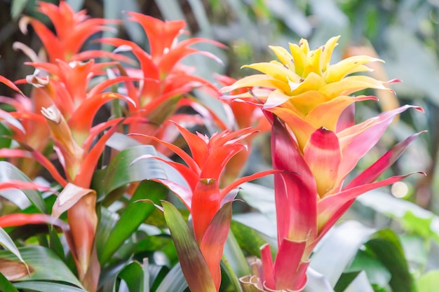 Flor de bromelia en varios colores en el jardín