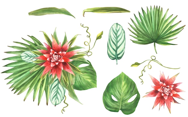 Flor de bromeliada de ramo tropical hoja de palma calathea planta creeper de hogar hojas brote exótico del sur