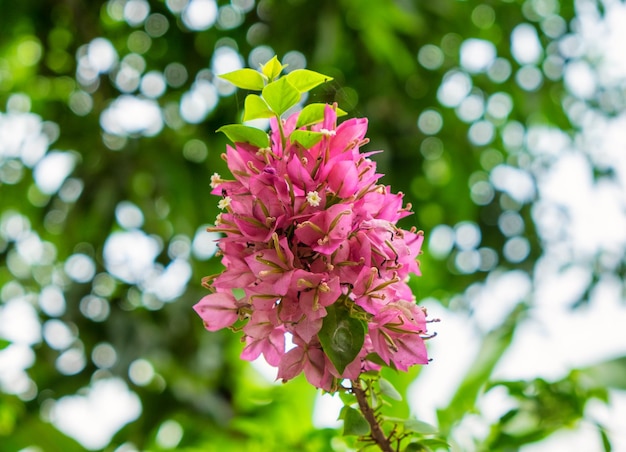 Flor buganvília flor de papel flor rosa