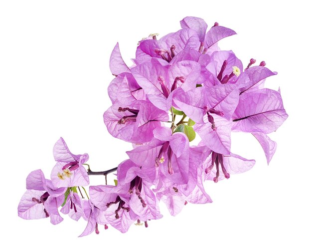 Flor de buganvilla Flor de papel Flor de buganvilla púrpura aislada sobre fondo blanco