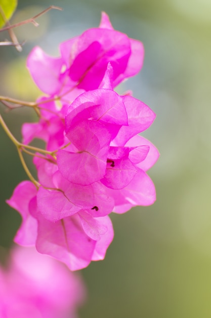 Flor de buganvilla en el jardín.