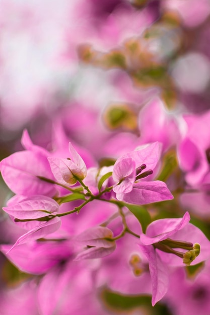 Flor de buganvilla morada