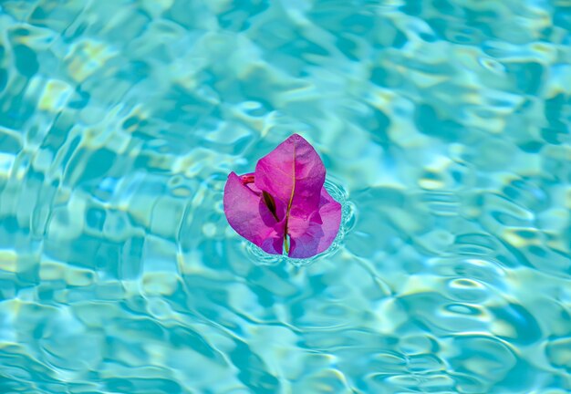 Flor de buganvilla púrpura en la superficie de la piscina.