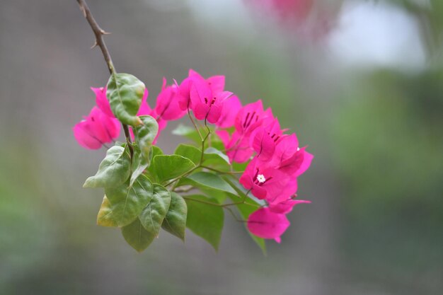 Una flor de buganvilla rosa cuelga de una rama.