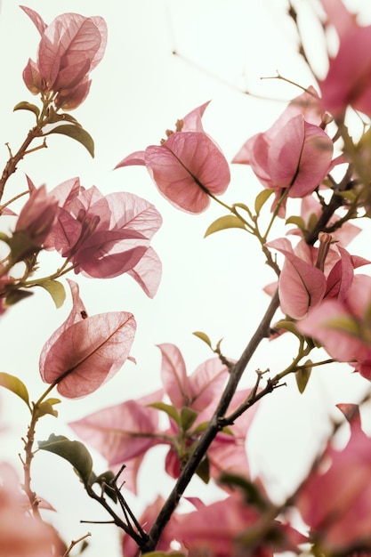 Flor de buganvilla rosa suave en la naturaleza. Fondo de flores de época.