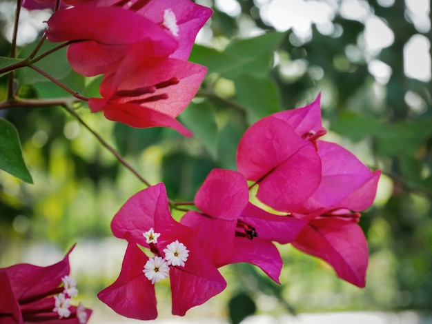 Flor de buganvilla rosa vibrante de primer plano en el jardín