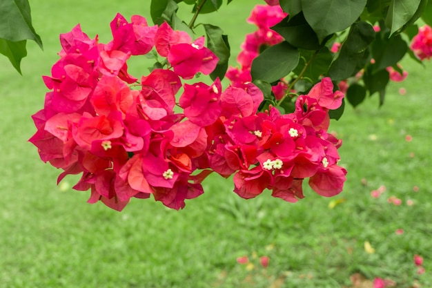 Flor de buganvilla