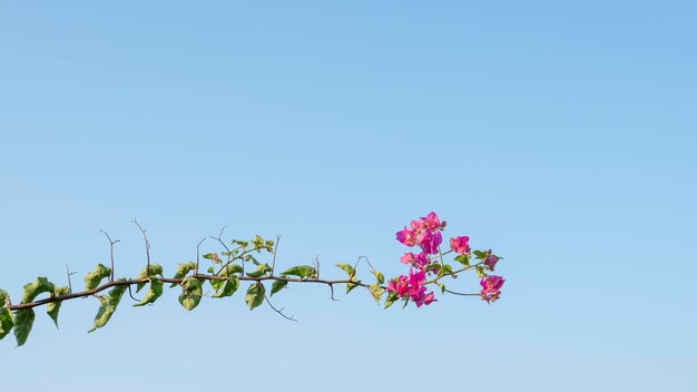 Flor de buganvilla