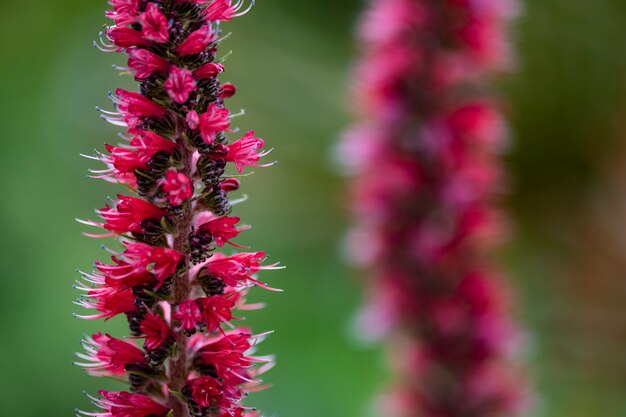 Flor de bugloss rusa