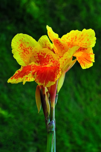 Foto flor de bunga canna con pétalos de tellow y naranja en jardín verde