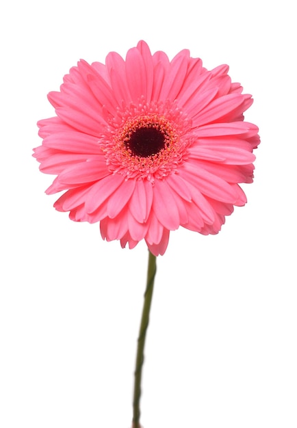 Flor de cabeza de gerbera rosa aislada sobre fondo blanco Vista superior plana