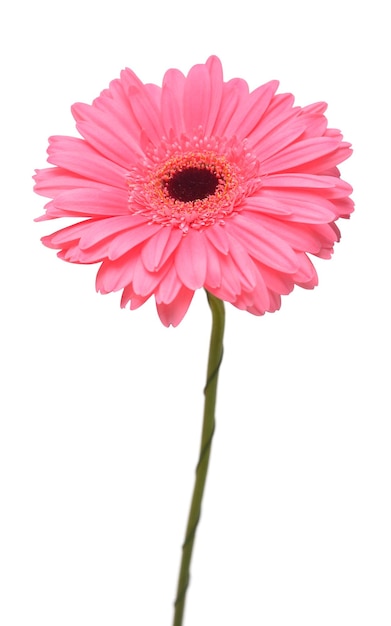 Flor de cabeza de gerbera rosa aislada sobre fondo blanco Vista superior plana