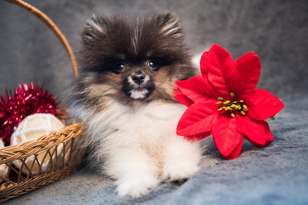 Flor y cachorro de perro Pomerania Spitz