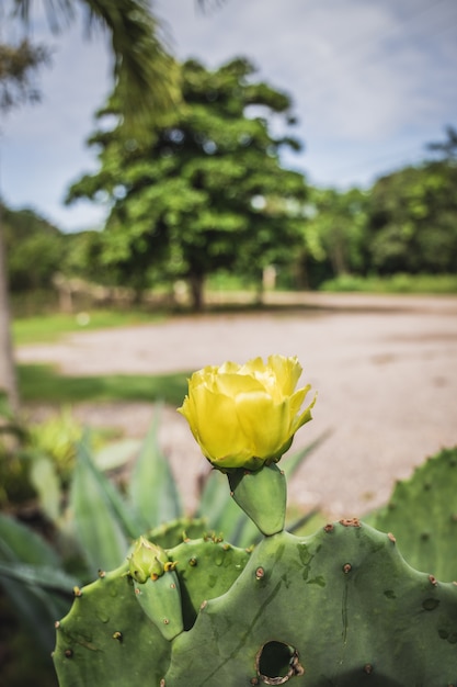 Flor de cactus amarillo, Opuntia ficus-indica.