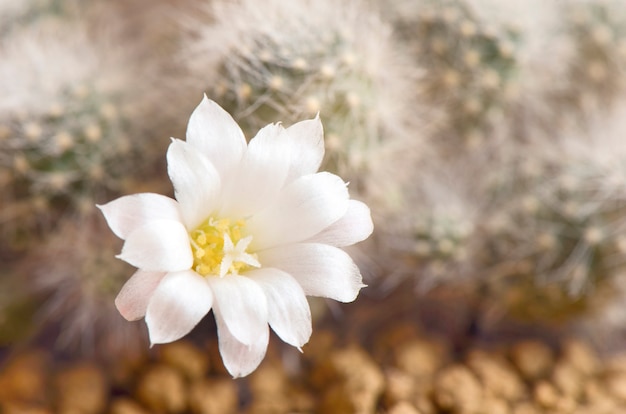 Flor de cactus blanco