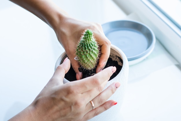 Flor de cactus en el bote sobre la mesa blanca y fondo brillante. Plantas caseras y concepto de interior. Los cactus se están replantando de una maceta a otra.