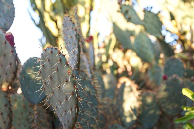 Una flor de cactus en condiciones naturales. Saculentas. De cerca