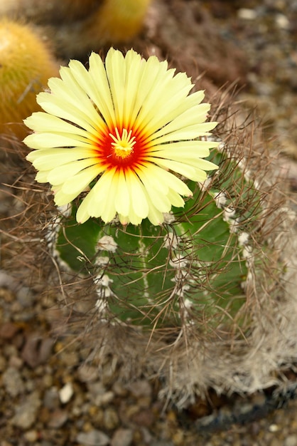 Flor de cactus cuerno de cabra Astrophytum capricorne Cactaceae planta suculenta